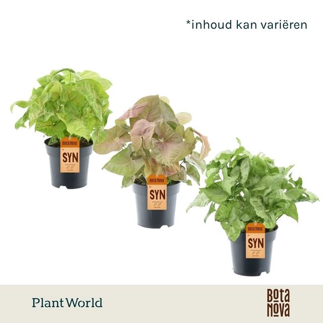 Picture of Syngonium mix