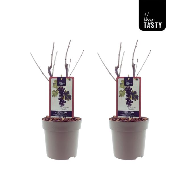 Picture of Ribes jostaberry