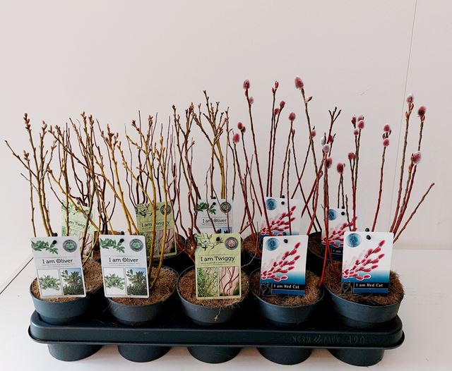 Picture of Salix mix