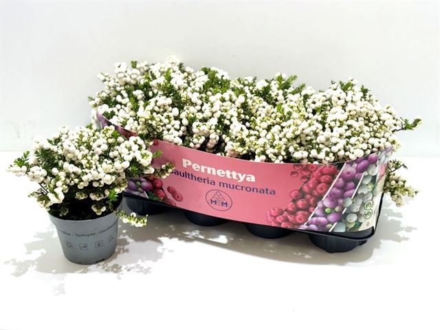 Picture of GAULTHERIA MUCRONATA (PERNETTIA) WHITE