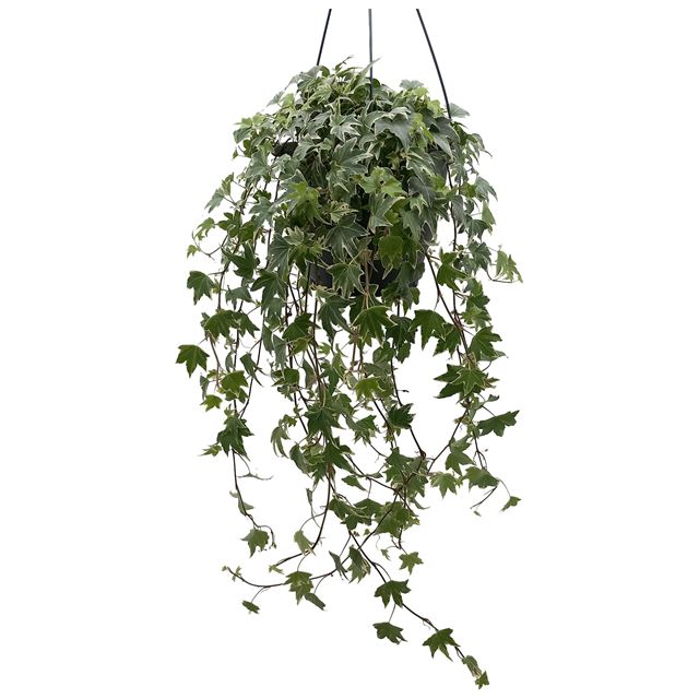 Picture of Hedera helix white variegated in hanging basket