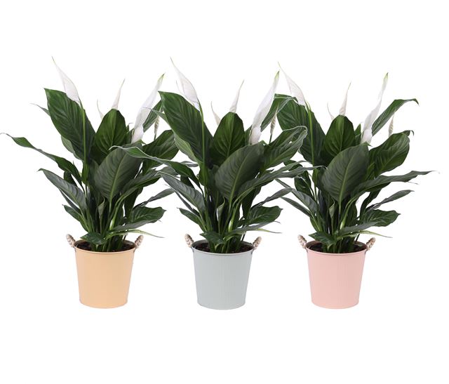 Picture of SPATHIPHYLLUM BINGO CUPIDO IN PASTEL ZINC