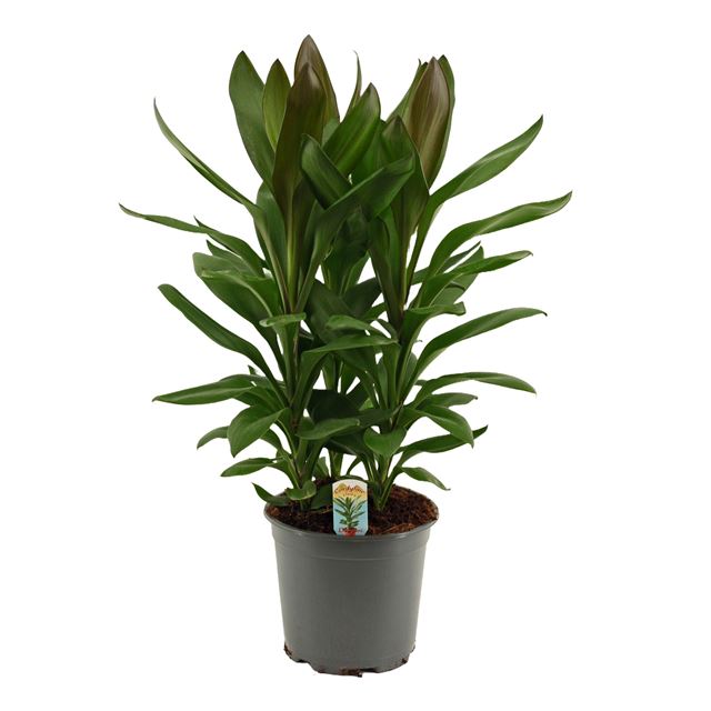 Picture of Cordyline fruticosa glauca 03pp