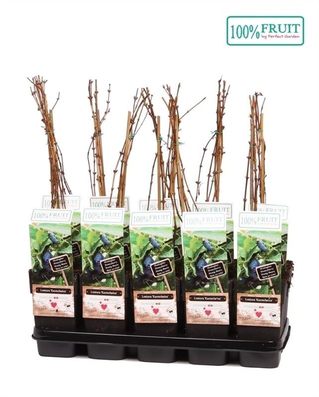 Picture of Lonicera kamtschatica