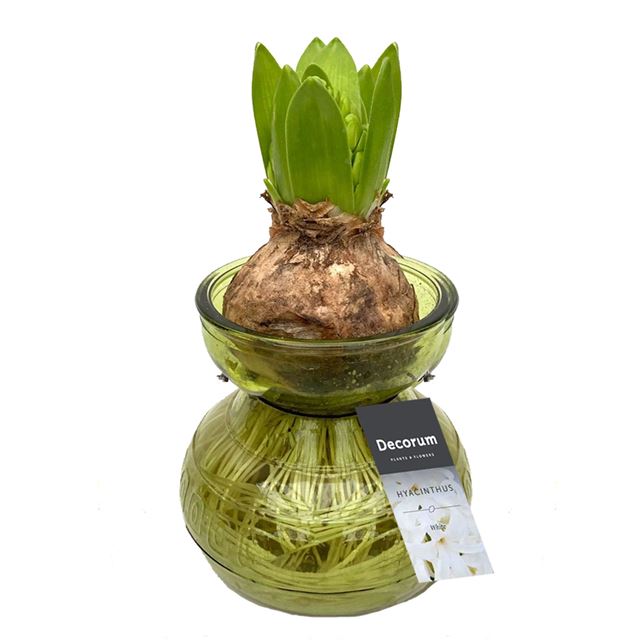 Picture of HYACINTHUS 01BULB IN GLASS