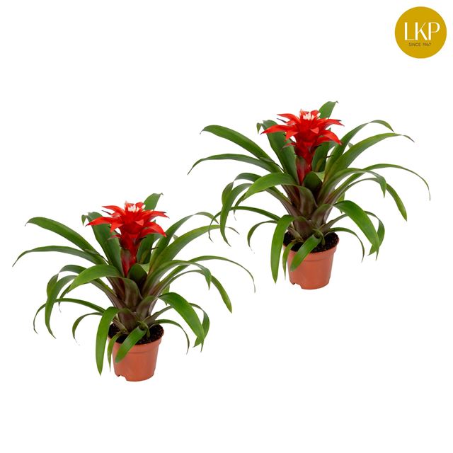Picture of GUZMANIA CONFETTI RED