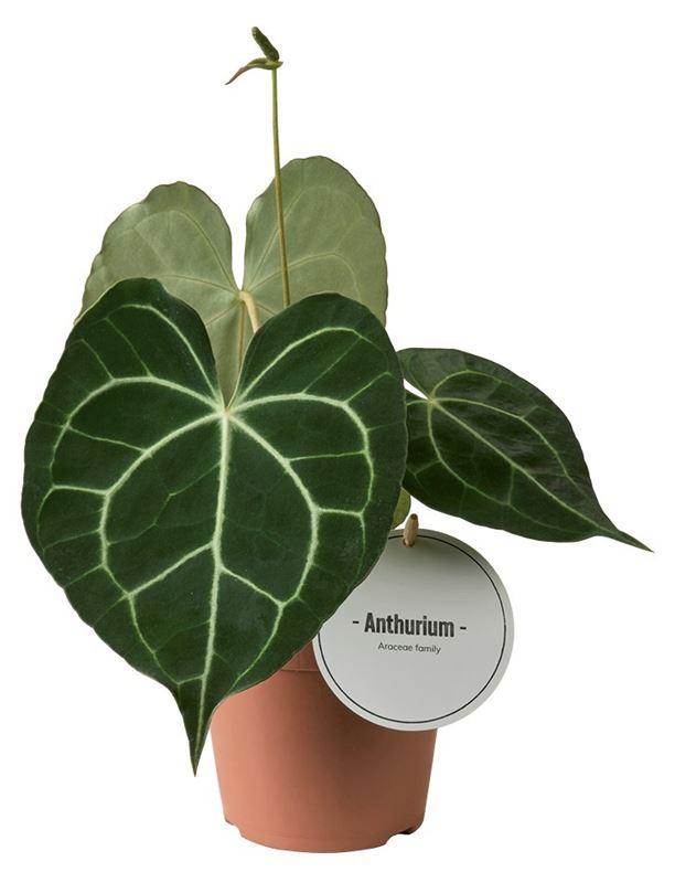 Picture of Anthurium clarinervium
