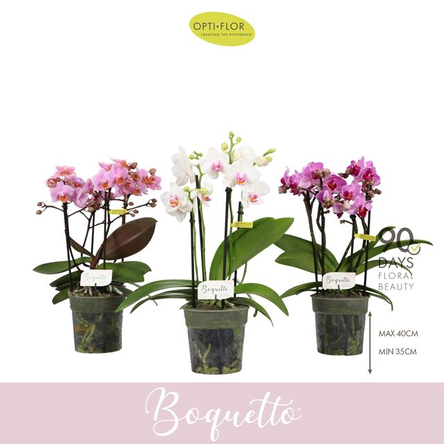 Picture of Phalaenopsis 03/05-stem boquetto pastello