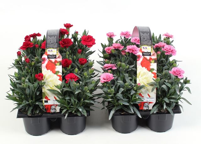 Picture of Dianthus caryophyllus mix 06-pack