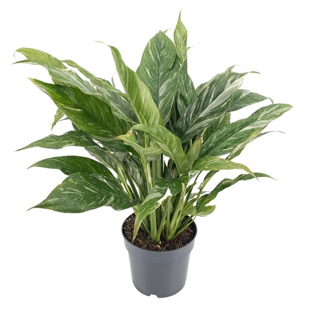 Picture of Spathiphyllum diamond variegata