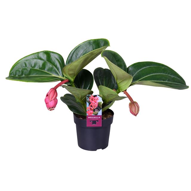 Picture of Medinilla magnifica lambada 02-fl