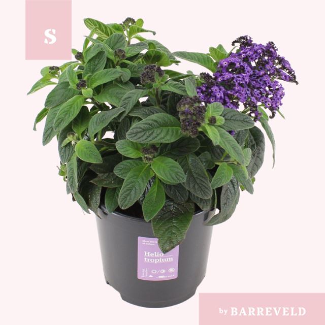 Picture of Heliotropium