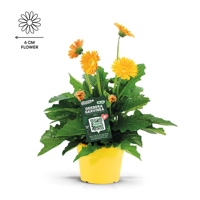 Picture of Gerbera geel