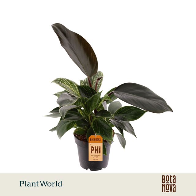 Picture of Philodendron maximum