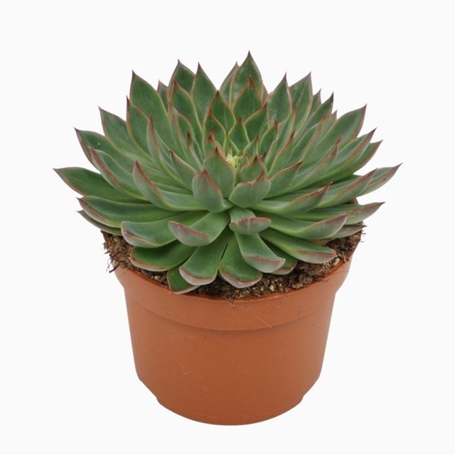 Picture of ECHEVERIA SAGITA 