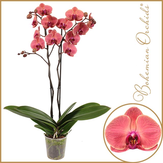 Picture of Phalaenopsis 02-stem asian coral