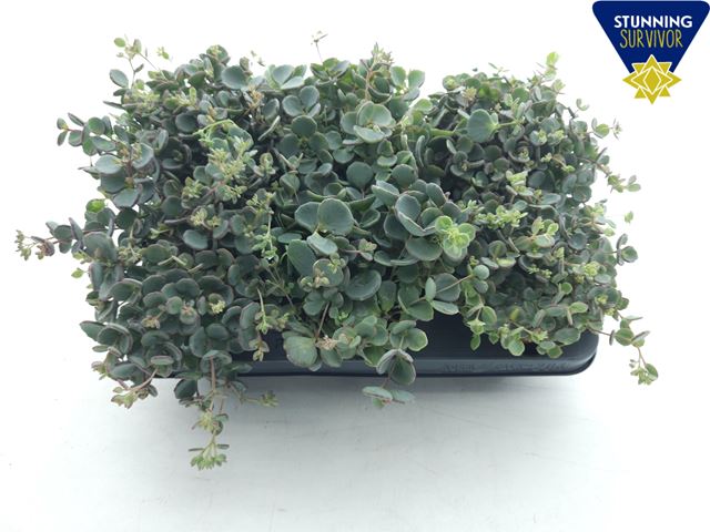 Picture of SEDUM SIEBOLDII XL