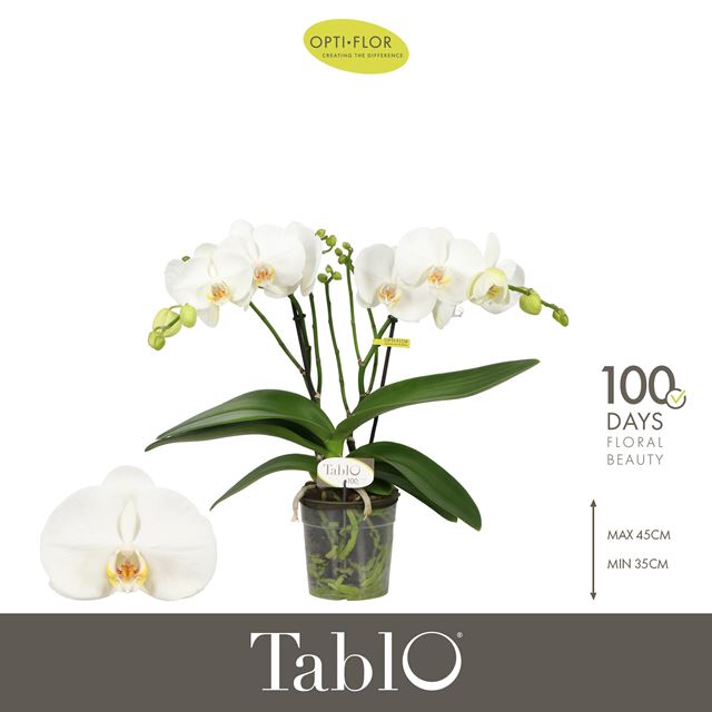 Picture of Phalaenopsis 02-stem tablo champagne