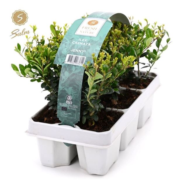Picture of Ilex crenata jenny 06-pack