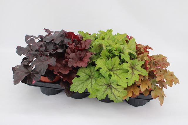 Picture of Heuchera mix