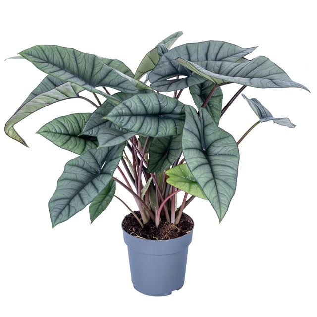 Picture of Alocasia platinum