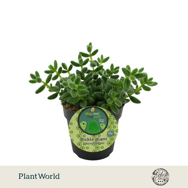 Picture of Delosperma echinatum