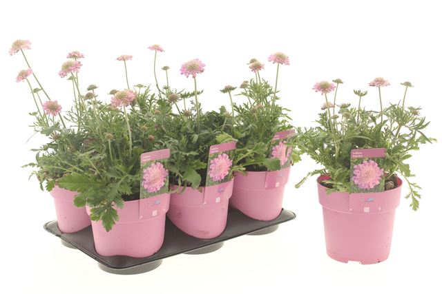 Picture of Scabiosa pink mist