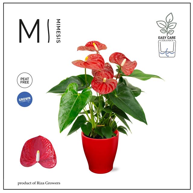 Picture of Anthurium andreanum red in ceramic