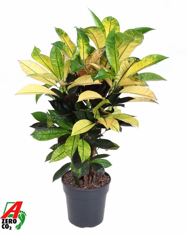 Picture of Codiaeum mrs iceton branched