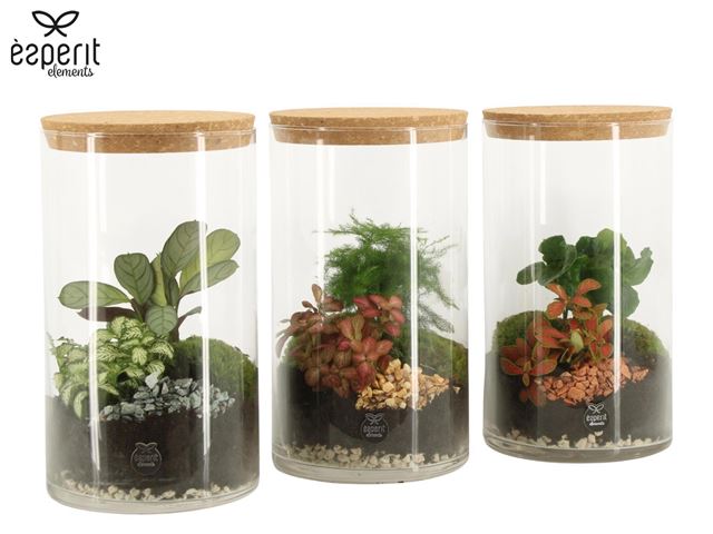 Picture of Terrarium arrangement
