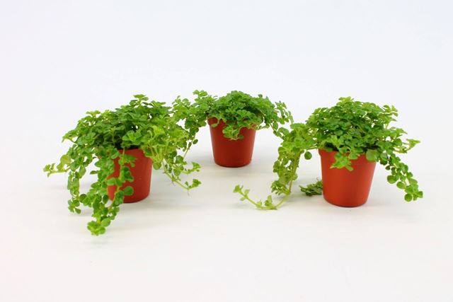 Picture of Pilea depressa