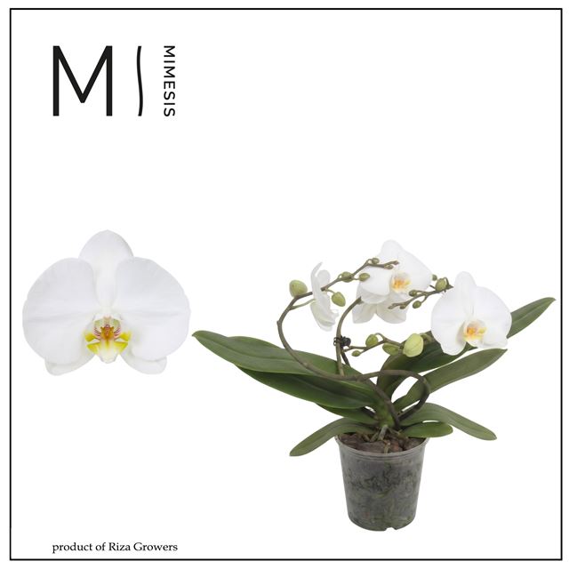 Picture of Phalaenopsis 03-stem muse white