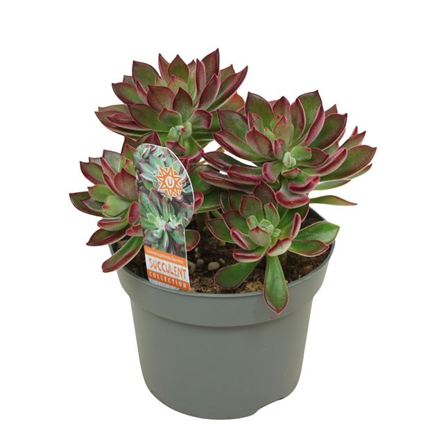Picture of Echeveria pulvinata devotion
