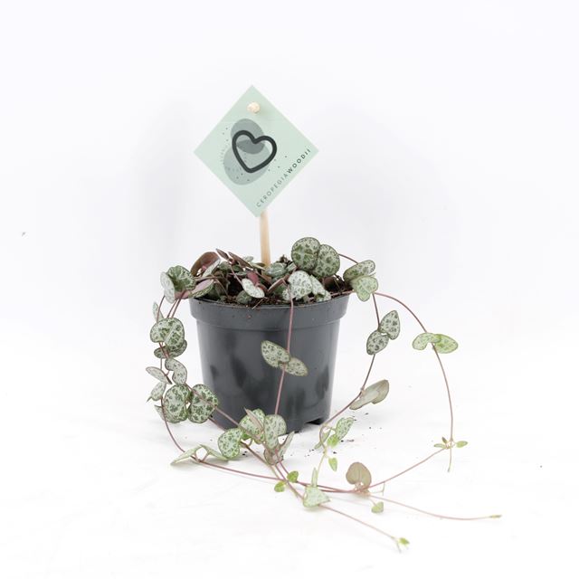 Picture of CEROPEGIA WOODII