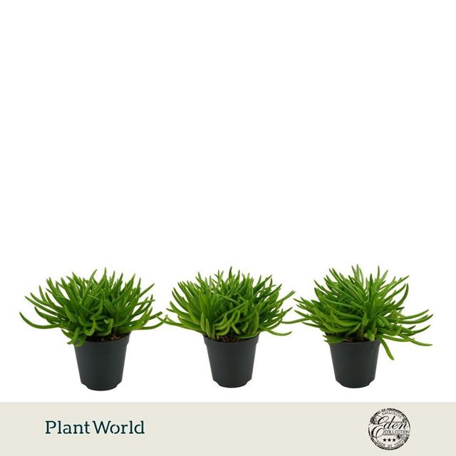 Picture of Senecio archeri himalaya