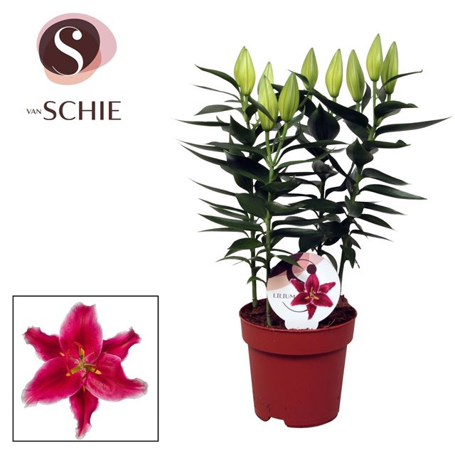 Picture of Lilium oriental 03pp starlight express
