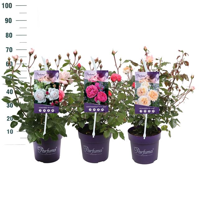 Picture of Rosa parfuma kordes bush mix