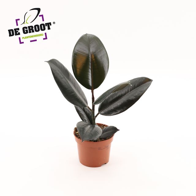 Picture of FICUS ELASTICA ABIDJAN