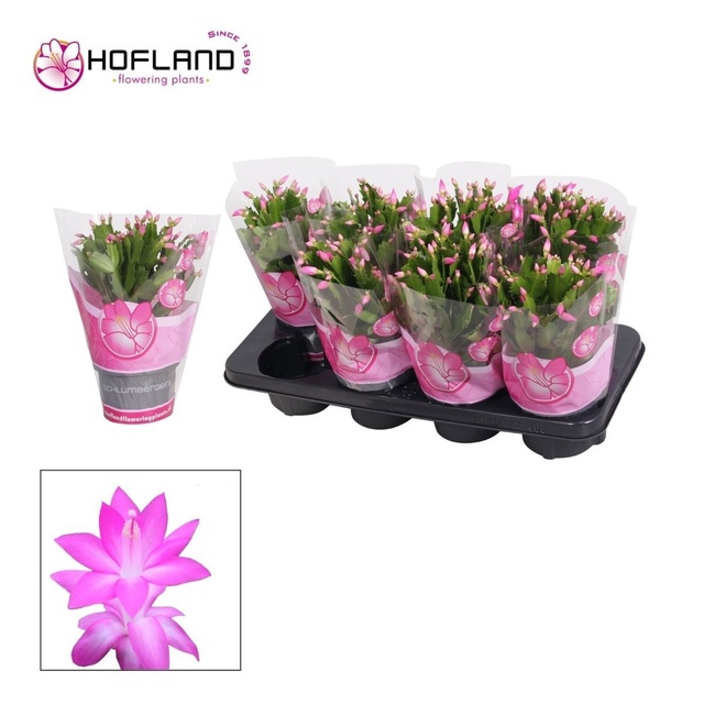 Picture of Schlumbergia pink
