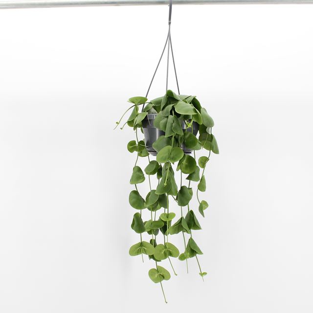 Picture of DISCHIDIA PLATYPHYLLA IN HANGING BASKET