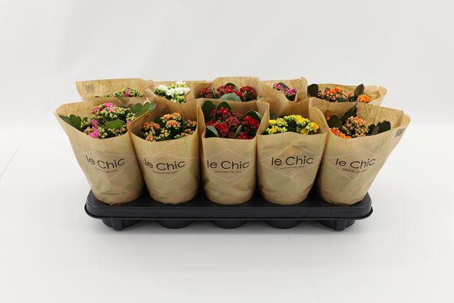 Picture of Kalanchoe double eco mix