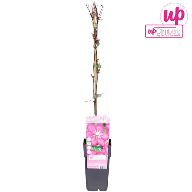 Picture of Clematis patens ville de lyon