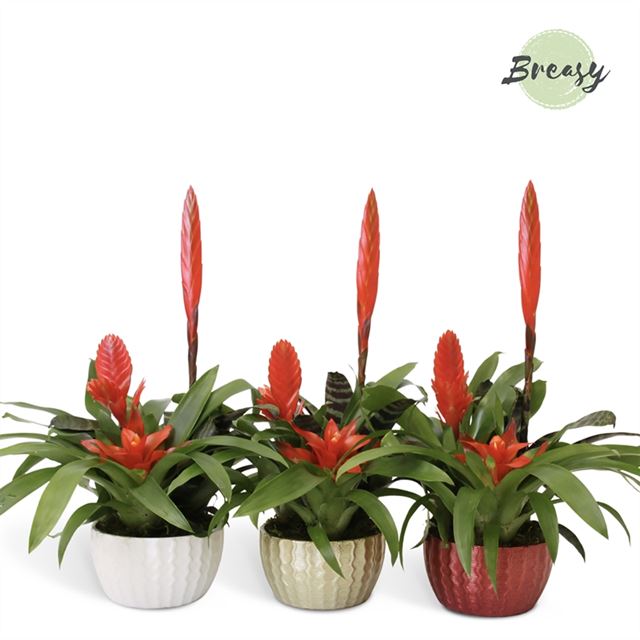 Picture of BROMELIA IN CERAMIC