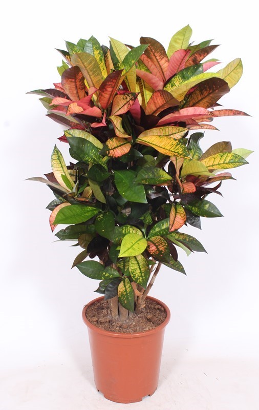 Picture of CODIAEUM MRS. ICETON BRANCHED