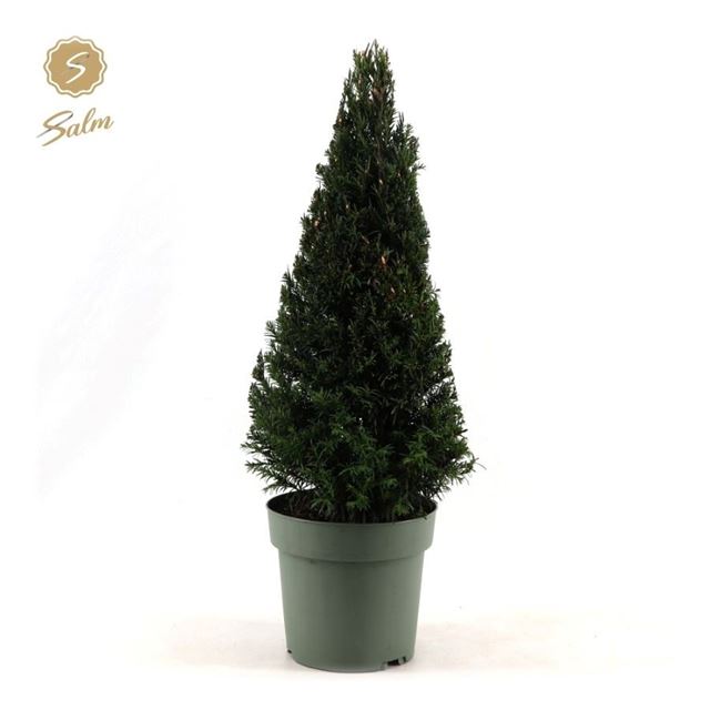 Picture of Taxus baccata pyramid