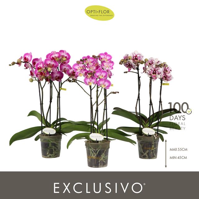 Picture of Phalaenopsis 03-stem exclusivo mix