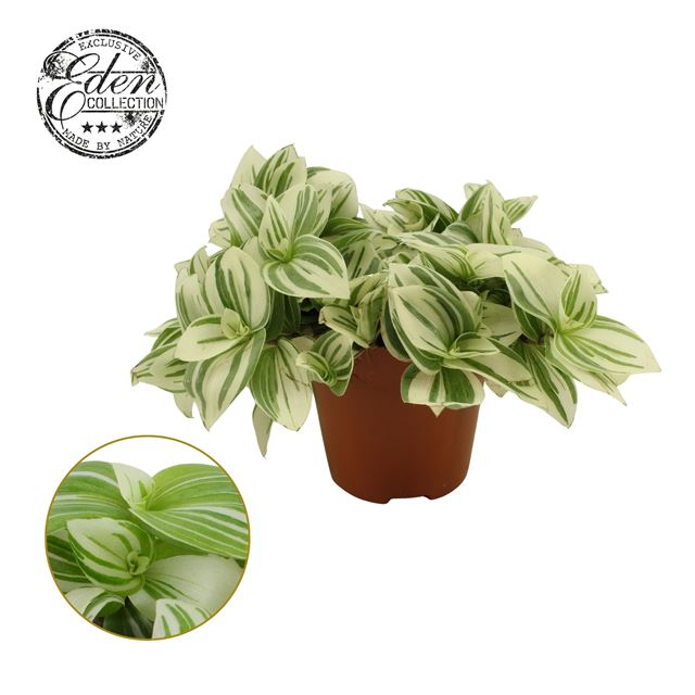 Picture of TRADESCANTIA FLUMINENSIS BRIGHTNESS