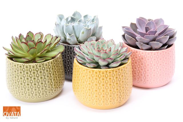 Picture of ECHEVERIA MIX IN CERAMIC