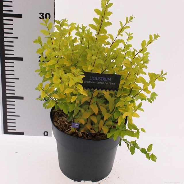 Picture of Ligustrum ovalifolium lemon and lime