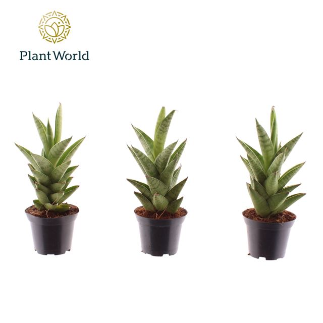 Picture of Sansevieria cylindrica starshooter